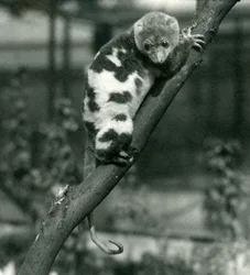 Un Cuscus maculato che guarda giù da un ramo allo Zoo di Londra, settembre 1914